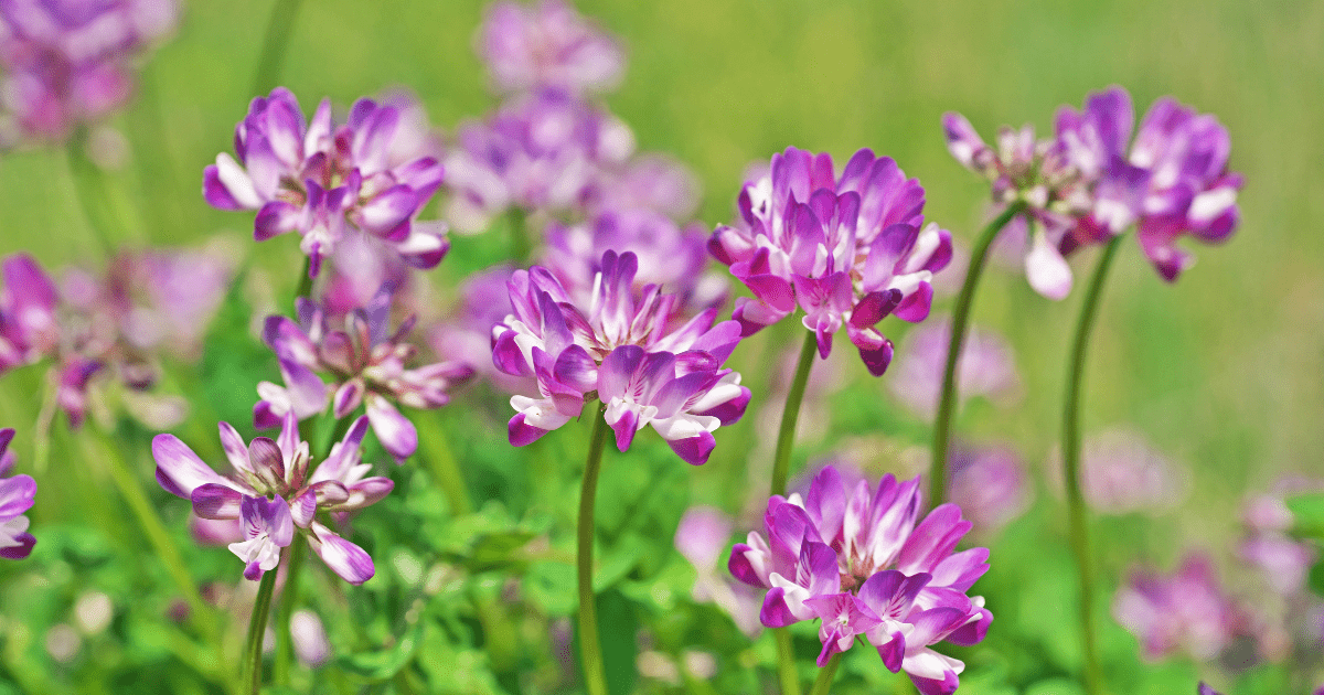 Image shows plants with flowers of Astragalus