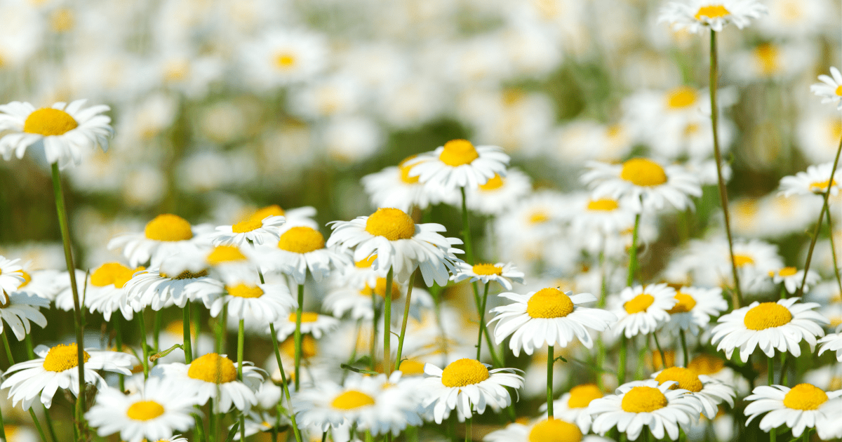 The image shows bunch of Chamomile flowers