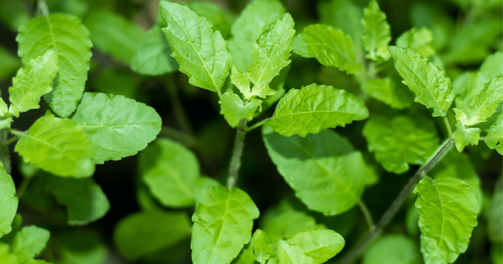 Holy Basil leaves