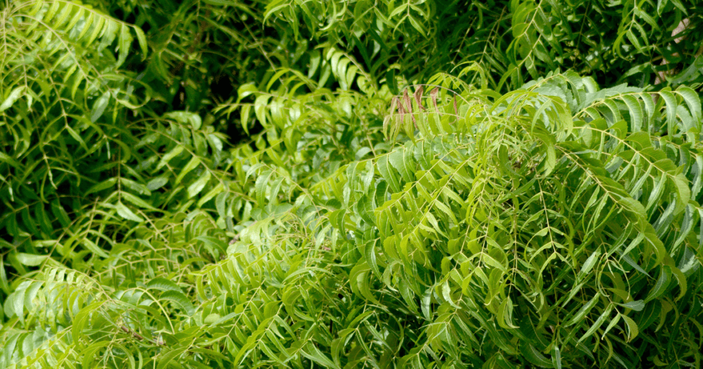 Neem Tree