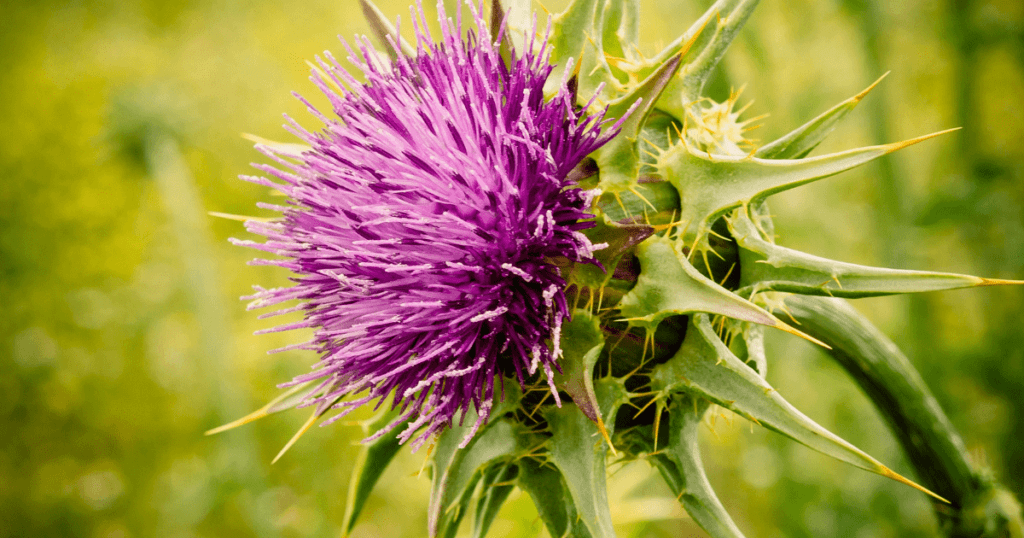 Milk thistle flower