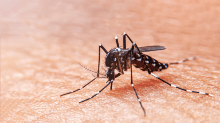 Dengue Mosquito