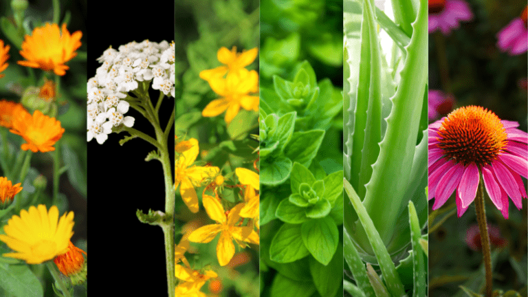 Medicinal Plants
