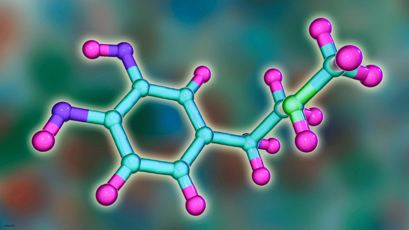 hormones model