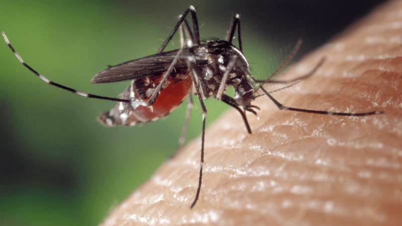 Mosquito virus